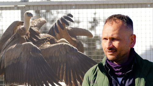 VIDEO „Vrem ca, peste ani, pe stâncile din Făgăraș să vedem perechi de vulturi suri crescând pui” – Interviu cu Jovan Andevski, specialistul care coordonează proiectele de reintroducere a vulturilor din Europa / Cum revine în România o specie dispărută de peste 70 de ani