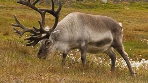 Un ren a provocat o ciocnire de blindate în Finlanda, soldată cu rănirea a zece soldați