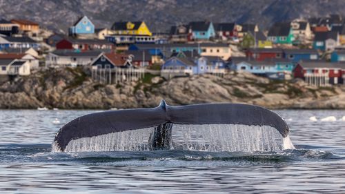 Serviciile de informaţii daneze, îngrijorate de o "posibilă influenţă străină" în alegerile legislative din Groenlanda
