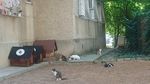 Căsuțe pentru pisici, puse la dispoziție în cartierul Tineretului din Sectorul 4 al Capitalei / Căsuțele pot fi solicitate gratuit