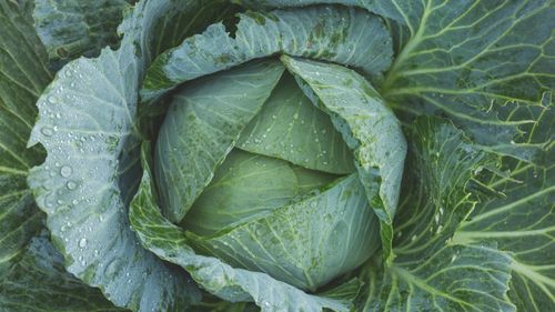 Soiul de varză "Licurişca", vechi de peste 100 de ani, ”reînviat” de specialiștii din Buzău / ”Am strâns resurse genetice din toată ţara, (...) de la Buzău până în Bulgaria, în toţi Balcanii