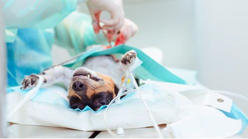 De ce sterilizarea îi poate salva viața prietenului tău necuvântător / Medic: Reduce riscul de cancer mamar la femele și elimină riscul de cancer testicular la masculi/ Alte beneficii ale castrării