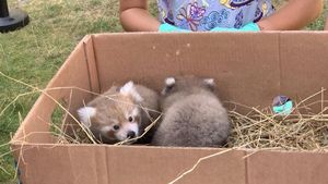 FOTO Doi pui de urși panda roșu, primii născuți în România, au fost prezentați oficial. Părinții puilor, Peggy și Benji, sunt și ei unici în țară