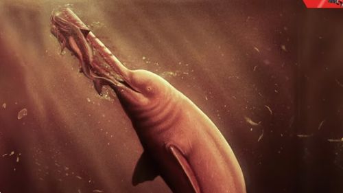 Oamenii de ştiinţă au descoperit craniul unui delfin antic uriaş în Amazon
