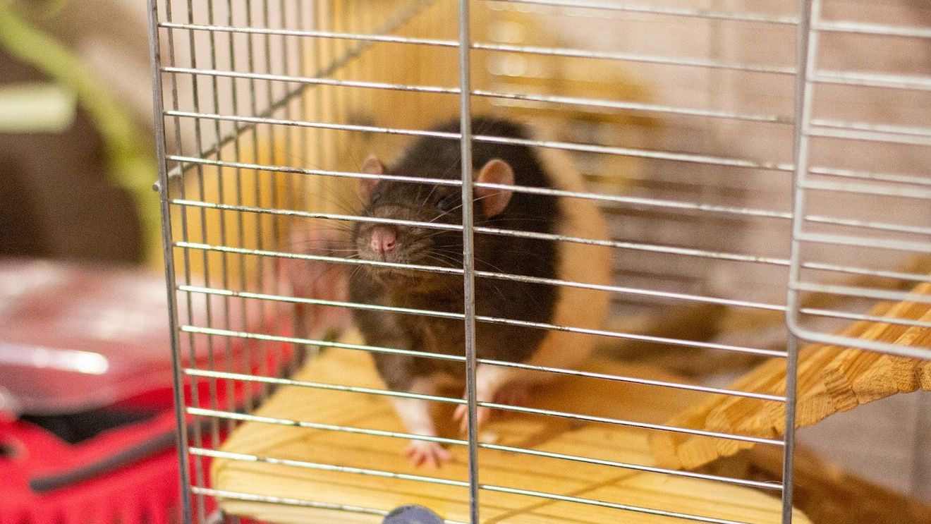 Elveţienii au respins prin referendum interzicerea experimentelor medicale pe animale