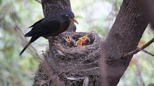 Adaptarea supremă la viața urbană: Păsările au învățat să se folosească de țepușele puse de oameni pe clădiri împotriva cuiburilor tocmai pentru a le construi