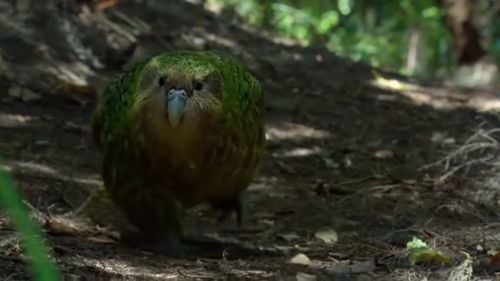 VIDEO Kākāpō, cel mai gras papagal din lume, desemnat pasărea anului 2020 în Noua Zeelandă