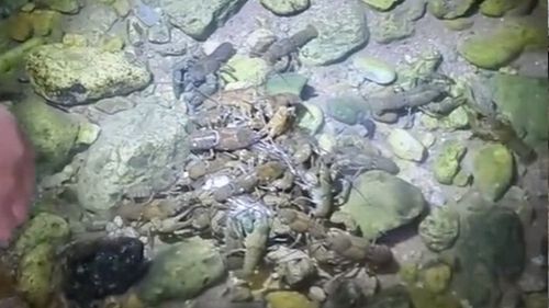 Bihor: Patru tineri s-au ales cu dosare penale după ce s-au filmat pescuind raci dintr-o specie protejată