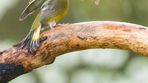 Fotograful păsărilor: Un bihorean a renunțat la cariera dintr-o bancă pentru pasiunile sale / Face design și fotografiază păsări / ”Trebuie să stai ascuns, în linişte, şi să ai răbdare de fier”