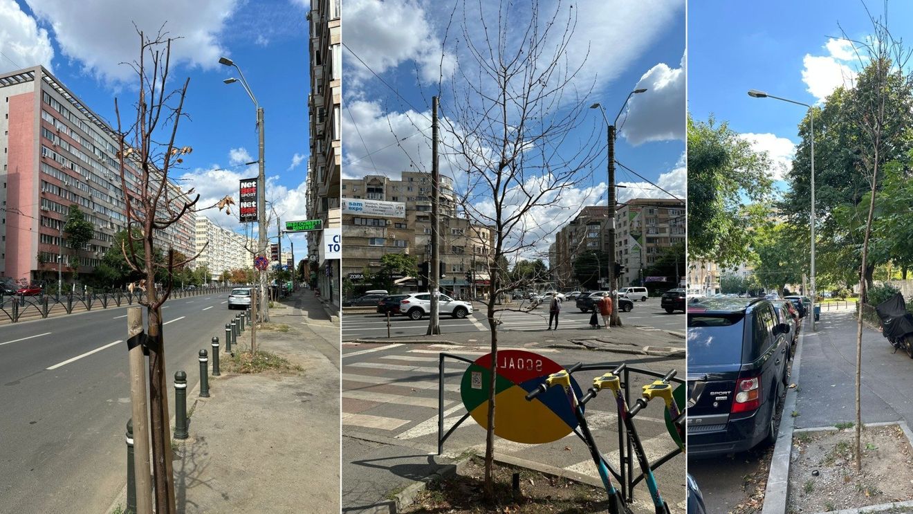 Fotogalerie: Arbori uscați și spații verzi degradate în Sectorul 2 - transmit cititori ai G4Media / Răspunsul Direcției de Utilități Publice și Mediu (fostă ADP)