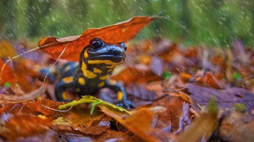 Comportamentul amfibienilor, tulburat de schimbările climatice: O salamandră a ieșit din hibernare în Parcul Naţional Retezat