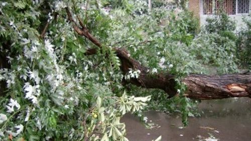 Mureș: O fetiță de cinci ani din Lunca Bradului a murit după ce a fost prinsă sub un copac care a fost smuls de furtună