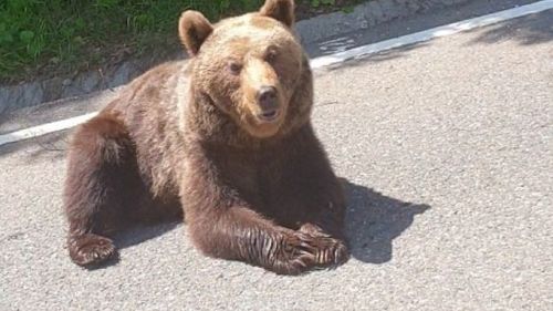 VIDEO Caldură mare: Urs toropit de soare, tolănit pe şoseaua naţională