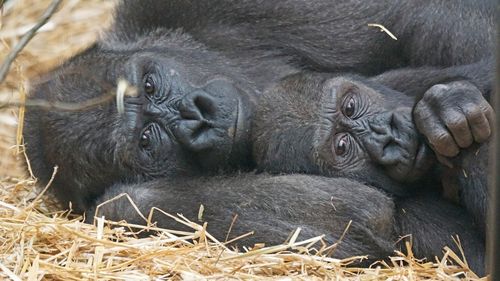 Două gorile de la o grădină zoologică din California, testate pozitiv pentru noul coronavirus