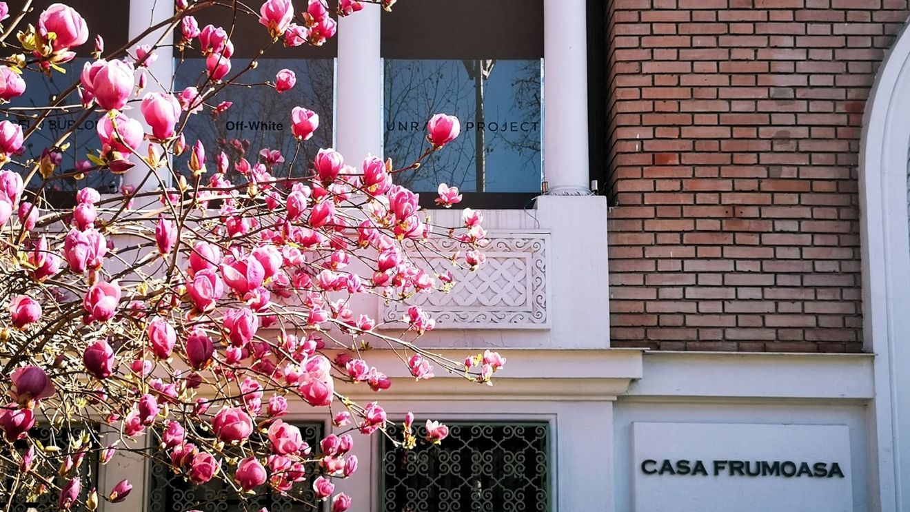 FOTO București: Harta magnoliilor, ajunsă în cel de-al treilea an de existenţă, are acum peste 800 de arbori marcaţi