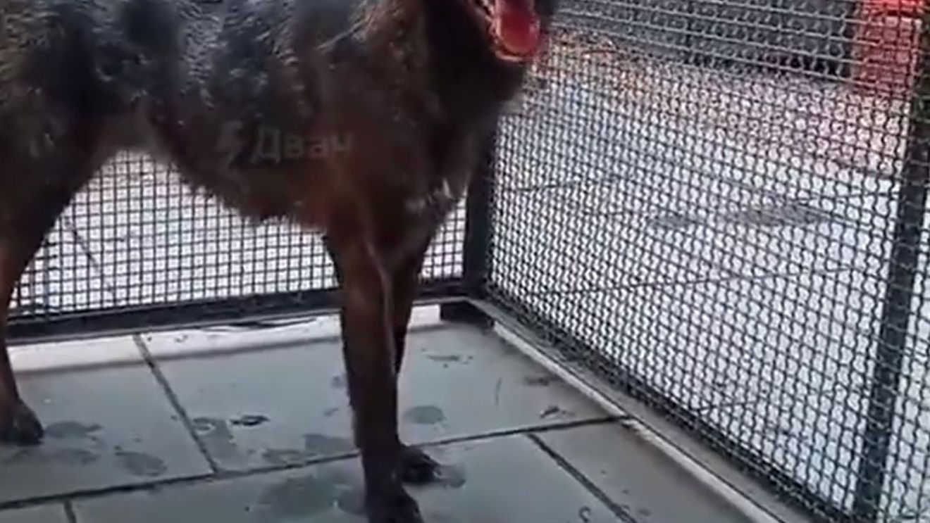 Un animal hibrid între un câine și o vulpe a fost găsit în sălbăticia braziliană