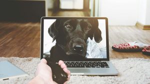 Mii de anunțuri cu câini de vânzare, blocate pe OLX: nereguli la microcip și pedigree (FOTO)