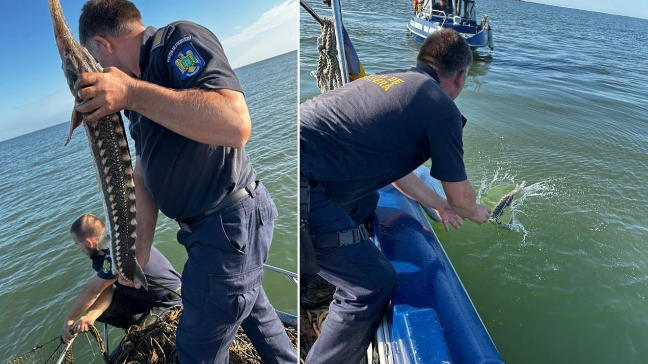 Mai mulţi sturioni şi un delfin, eliberaţi de poliţiştii de frontieră, în Tulcea / Au fost descoperite plase de pescuit de peste un kilometru