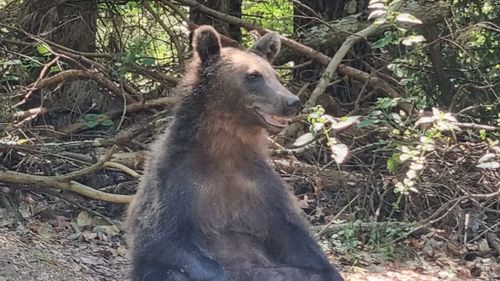 FOTO VIDEO Un turist cu mașina pe Transfăgărășan a întâlnit 16 urși într-o singură zi pe marginea drumului 