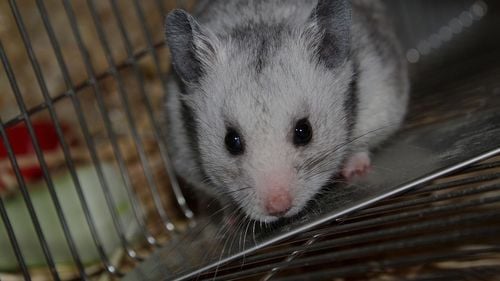 Teste realizate pe hamsteri în Hong Kong au dovedit eficacitatea măştilor sanitare împotriva răspândirii coronavirusului