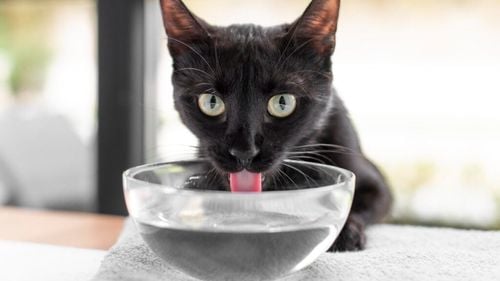 Importanța hidratării: Câtă apă trebuie să bea câinele sau pisica ta și cum să le stimulezi consumul