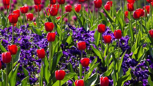 Record de vizitatori la Grădina Botanică, în perioada înfloririi lalelelor: 5.350 de vizitatori într-o singură zi