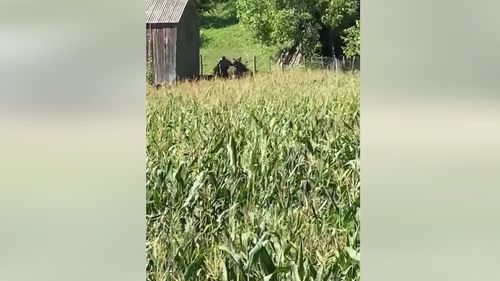 VIDEO Vânătorii din Neamț au filmat momentul în care un coleg e atacat de urs / Animalul era tranchilizat după ce s-a prins într-un gard / S-a trezit și l-a atacat pe omul care încerca să-l salveze