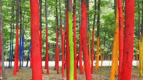 Se caută voluntari pentru revopsirea copacilor din Pădurea Colorată / Prin colorarea scoarței copacilor, artistul Mihai Țopescu protestează împotriva defrișării ilegale a pădurilor