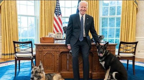 Cei doi ciobănești germani ai lui Joe Biden au fost dați afară de la Casa Albă din cauza comportamentului agresiv. Picătura care a umplut paharul a fost "un incident care a implicat o muşcătură"