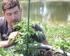Specialist: Legarea roșiilor de araci poate aduce o recoltă cu până la 75% mai bogată / De ce contează să ridici plantele de pe pământ