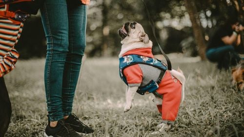 Cât costă hainele de lux pentru câini / O geacă de naylon de la Prada cu glugă ajunge 680 de euro  