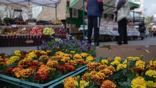 Peste un milion de români îşi sărbătoresc onomastica de Florii / Vezi câte nume de Bujor, Crin, Florian, Ghiocel, Iasmin, Iris, Narcis, Anemona, Crăița, Crina, Lăcrămioara, Ortansa, Panseluța, Roza, Zambila, Trandafira, Romanița, Camelia, Viorela, Gențiana, Garofița și multe altele sunt în România / Florin și Viorel sunt în top