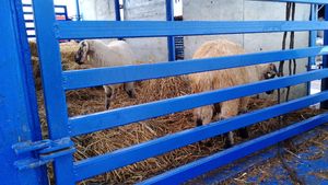Animals International, la doi ani de la scufundarea vaporului Queen Hind: După tragedia de la Midia au promis interzicerea exportului de animale vii. Nu s-a întâmplat absolut nimic notabil pentru a pune capăt acestei barbarii