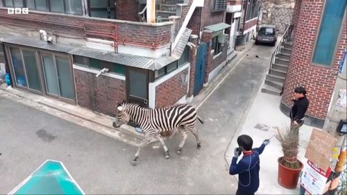 VIDEO O zebră evadată de la o grădină zoologică din Seul a hoinărit trei ore pe străzile aglomerate din capitala Coreei de Sud