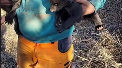 Un bărbat din Mureș e cercetat pentru braconaj: A prins doi pui de urs și s-a filmat cu ei / A postat clipul pe Tik-Tok