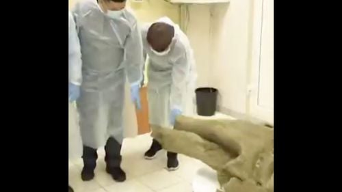 Rusia dezvăluie un pui de mamut aproape intact, vechi de 50.000 de ani