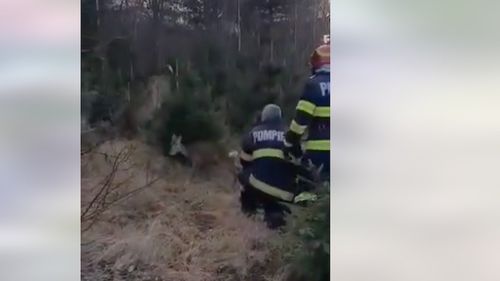 VIDEO Pompierii din Petroşani au salvat un pui de căprioară care a căzut într-un pârâu / ”Sperăm că această experienţă l-a învăţat două lucruri pe acest puiuţ: să fie mult mai atent în orice împrejurare”