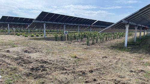 A fost inaugurată cea mai mare fermă agrovoltaică din Italia / Panourile fotovoltaice sunt amplasate la înălţime deasupra solului pentru a permite cultivarea în câmpurile de sub ele