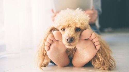 De ce câinilor le place să stea pe picioarele stăpânilor: Ce spun experții despre acest comportament