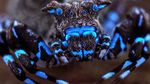 FOTO | Descoperire spectaculoasă în Angola: Cercetătorii au identificat zeci de specii noi, inclusiv un păianjen fluorescent