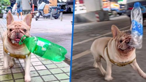 VIDEO | Un bulldog francez adună zilnic bidoane de pe stradă și le duce la reciclat. Câți bani face câinele din colectarea PET-urilor de trei ori pe zi
