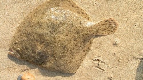 Trei bărbaţi au fost prinși că pescuiau ilegal în Marea Neagră dintr-o ambarcaţiune / La bord au fost găsite 345 de kilograme de calcan și 21 kilograme de vulpe de mare