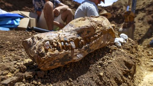 Fosila unei noi specii de reptilă descoperită în Brazilia aduce indicii despre dominaţia dinozaurilor în urmă cu 237 de milioane de ani