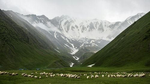 Cum au ajutat oile populația Insulelelor Feroe încă de la debarcarea primilor coloniști irlandezi