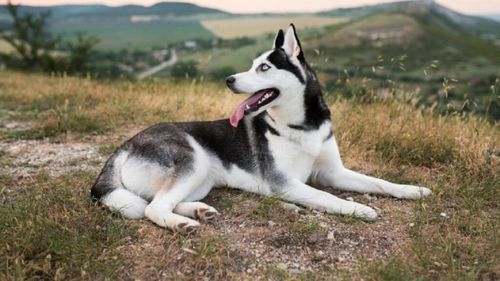 Cele mai nedorite 10 rase de câini: așteaptă de șapte ori mai mult să fie adoptați. Motivul este trist și nedrept