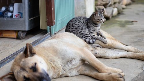 Primăria Iașiului trebuie să plătească 10.000 de lei unui bărbat care a fost mușcat pe stradă de un câine fără stăpân