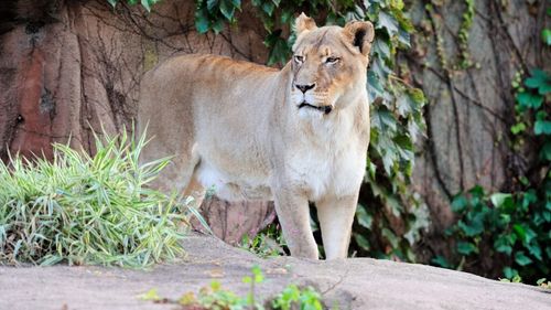 Un adolescent care visa să devină dresor de lei a fost ucis de leoaică sub privirile martorilor. Tânărul a escaladat un gard de 8 metri pentru a intra în țarcul animalelor de la zoo (VIDEO)