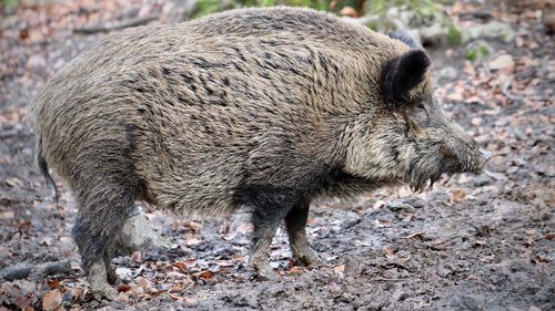 Bărbat reţinut pentru 24 de ore pentru braconaj după ce a lovit cu maşina o turmă de porci mistreţi, ucigând şapte dintre ei