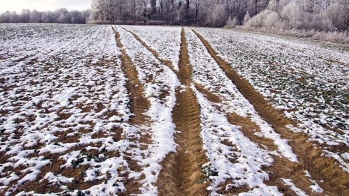 Culturile agricole din Rusia, cel mai mare exportator de grâu, afectate grav de diferențele mari de temperatură / Mai multe regiuni producătoare de cereale au declarat stare de urgență / Țara ar putea pierde o treime din recolta sa de fructe