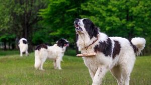 Italia mizează pe puterea câinilor românești. Ciobanii primesc bani de la stat pentru îngrijirea patrupedelor care să le apere turmele de lupi / Ciobănescul carpatin și de Bucovina, printre rasele acceptate